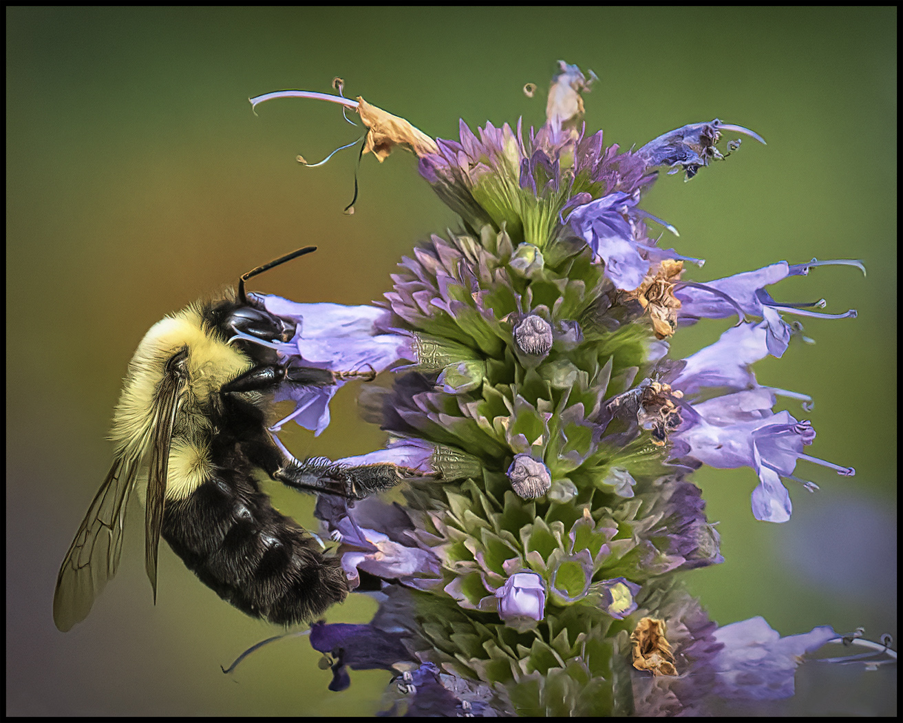 Assigned In Class G By Jack Bradley For Pretty Pollinator NOV-2020.jpg